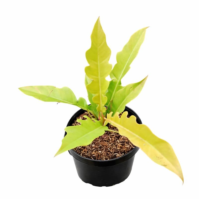 Philodendron Golden Saw thumbnail 2