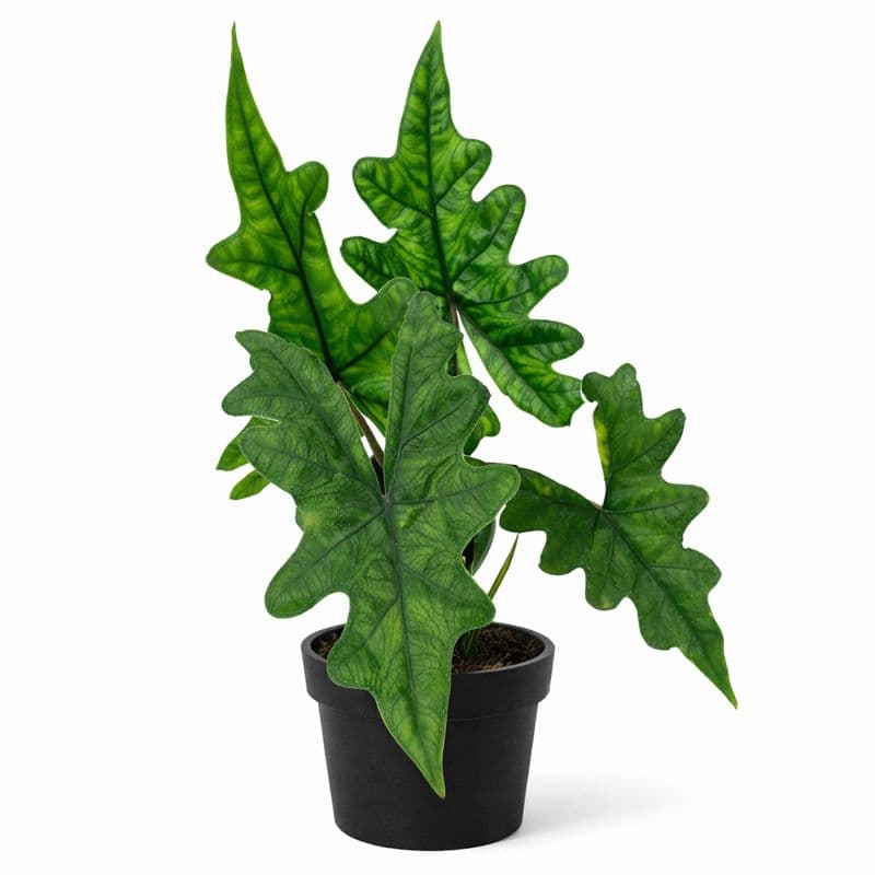Alocasia Jacklyn thumbnail 1