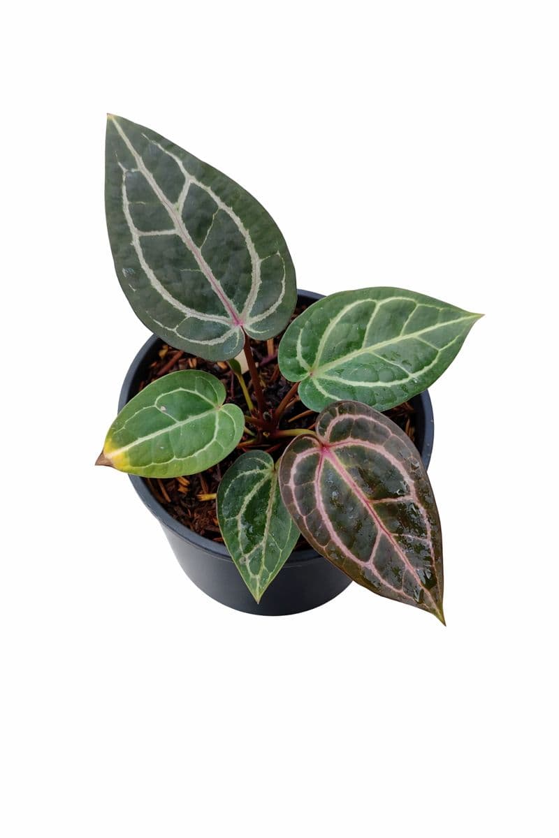 Anthurium zara  x michelle (hybrid) thumbnail 2