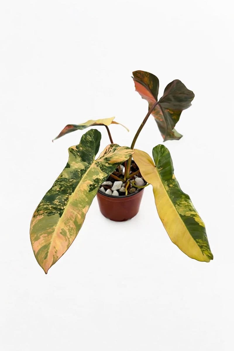 Philodendron Brown Beauty Variegated (Florida Beauty x Billietiae x Atabapoense) thumbnail 1