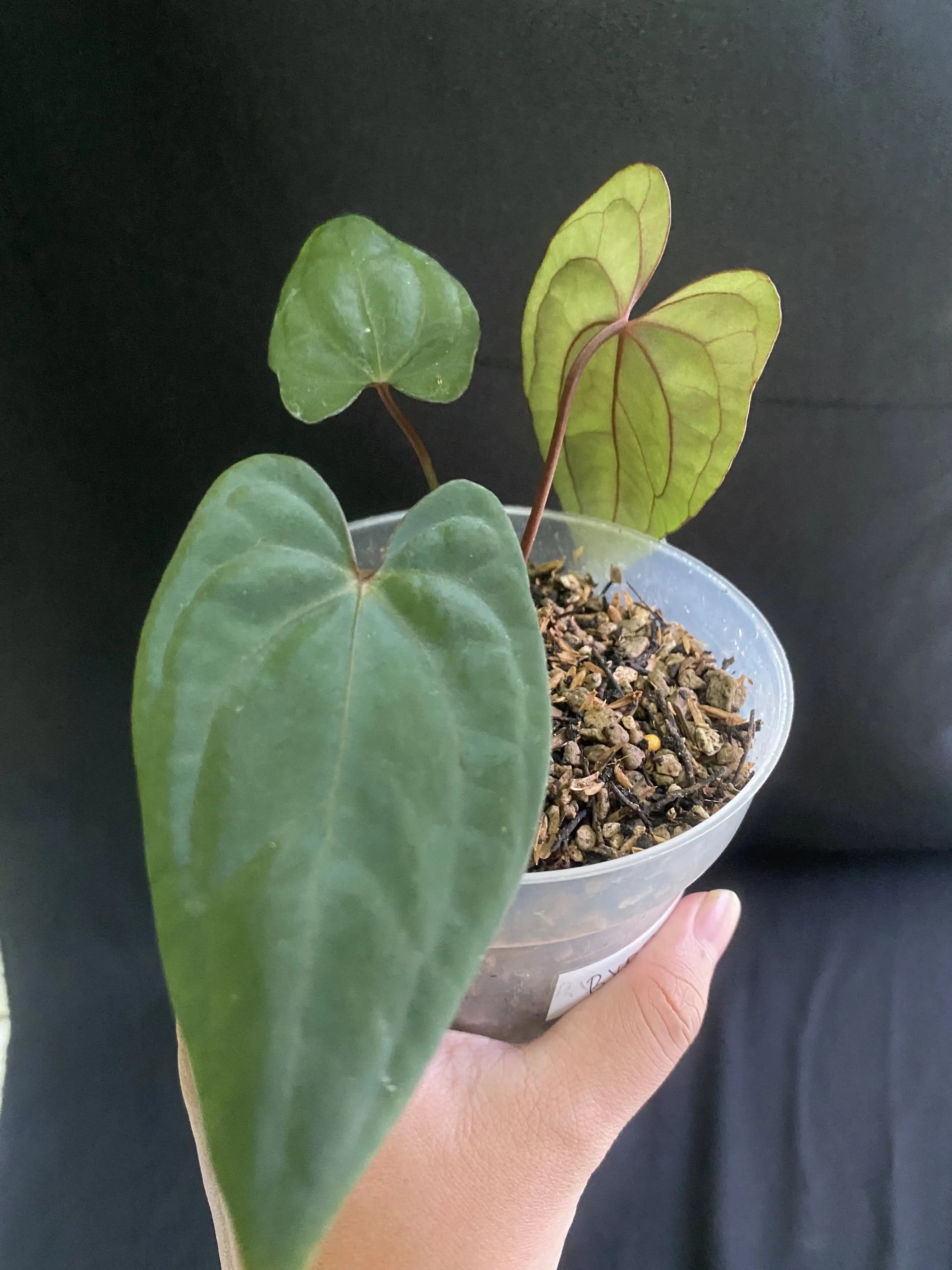 Anthurium Red Vein Dark Phoenix (RVDP) thumbnail 2