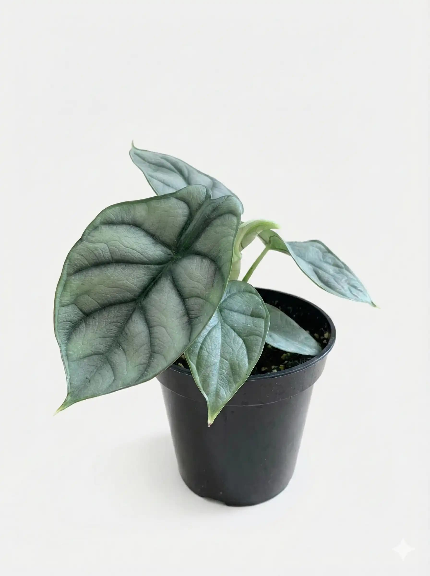 Alocasia silver dragon thumbnail 1