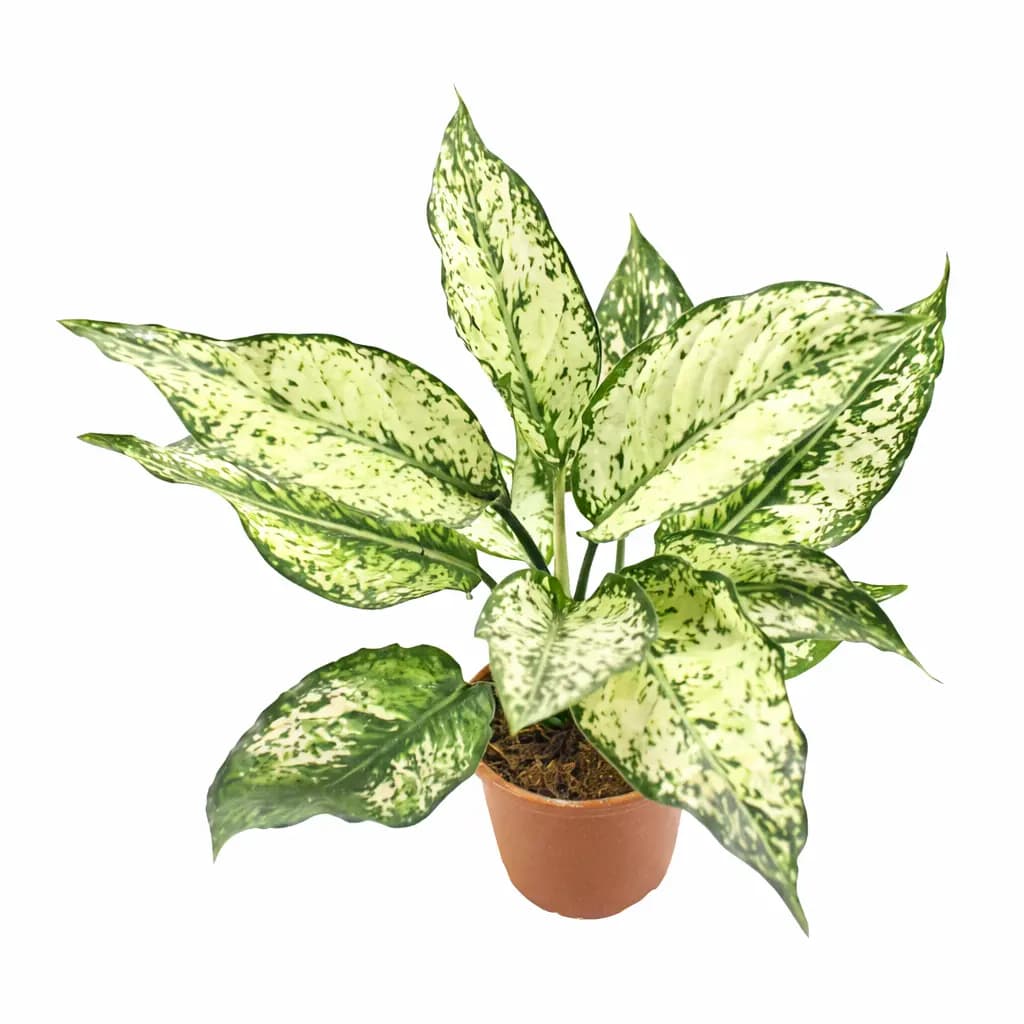 Aglaonema Snow White thumbnail 1