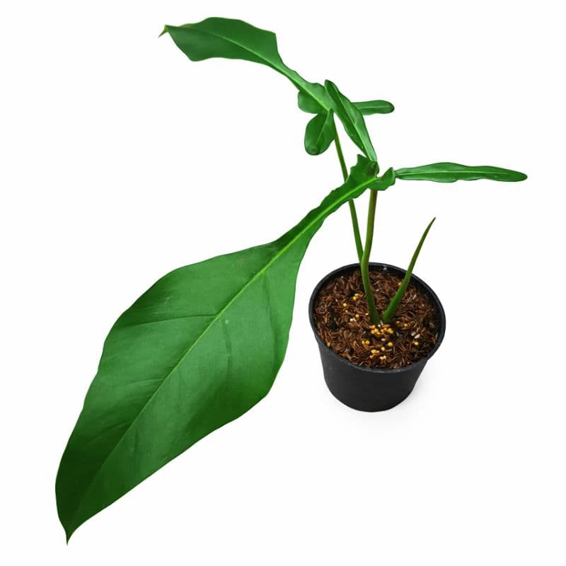 Philodendron Joepii thumbnail 2