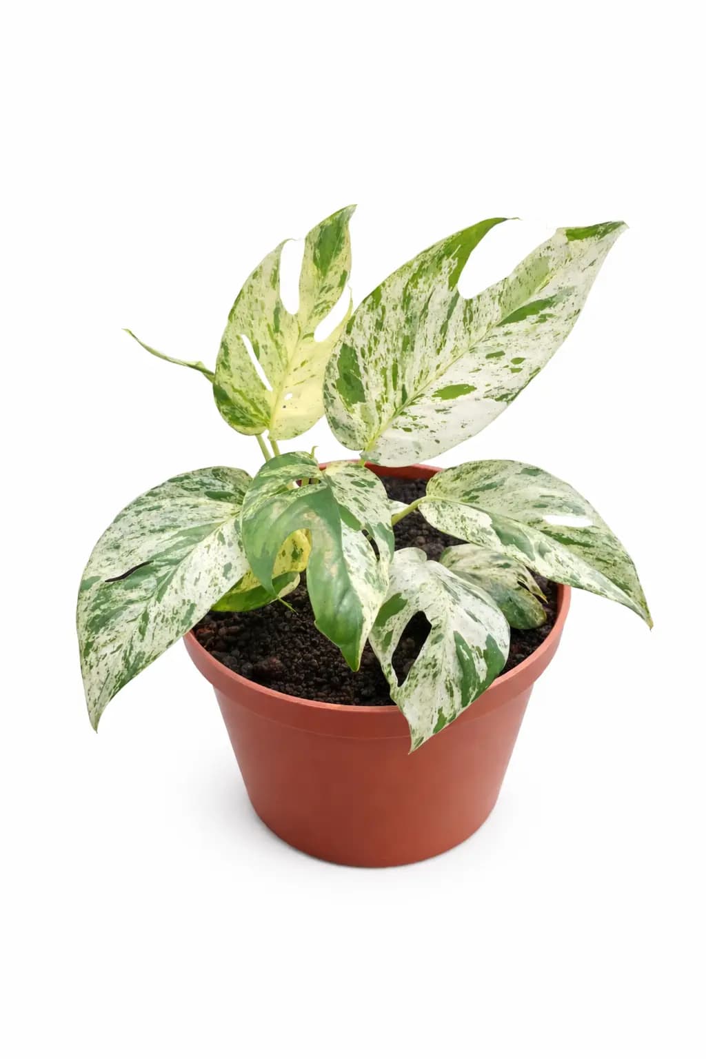 Epipremnum Pinnatum Marble thumbnail 1