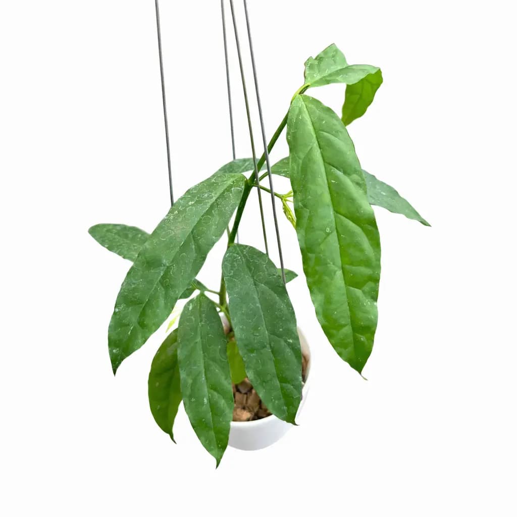 Hoya Decipulae thumbnail 1