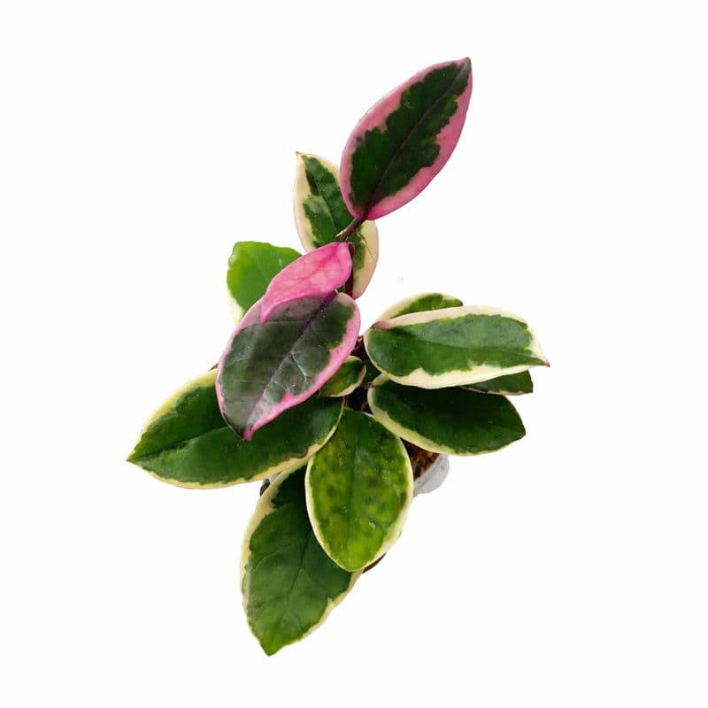 Hoya Carnosa Purple Pride thumbnail 1