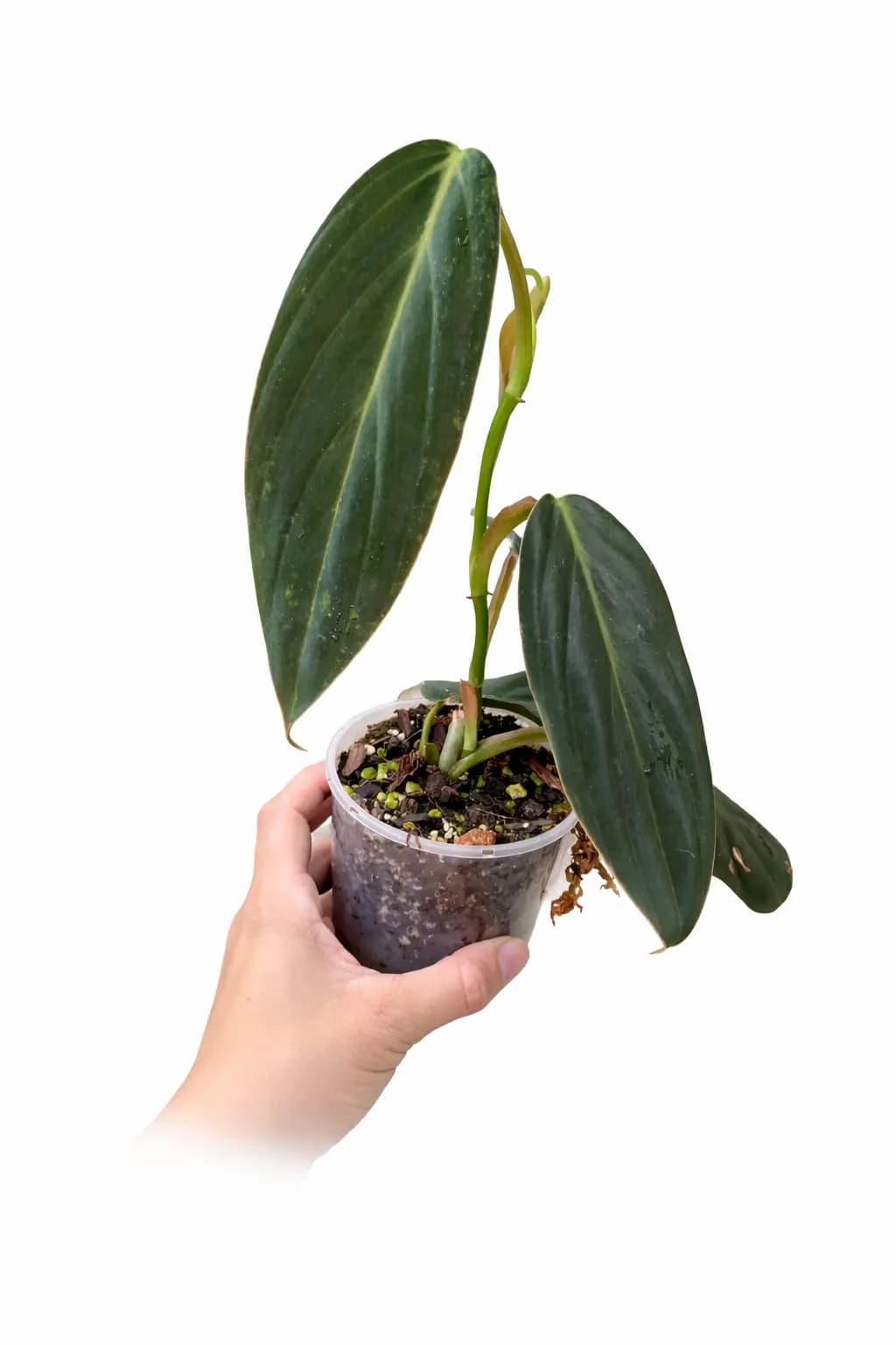 Philodendron Gigas