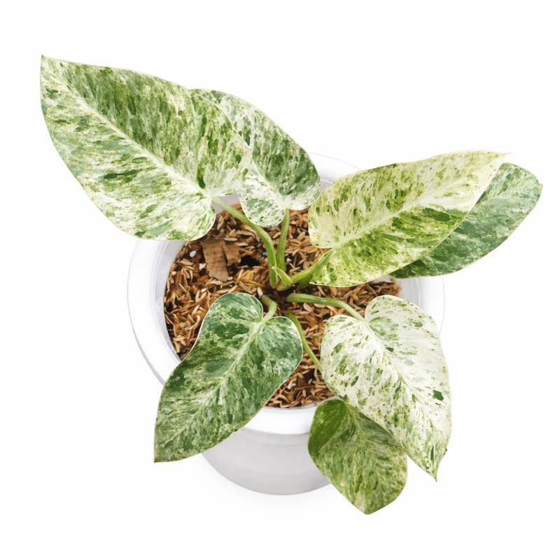 Philodendron Giganteum Marble thumbnail 1