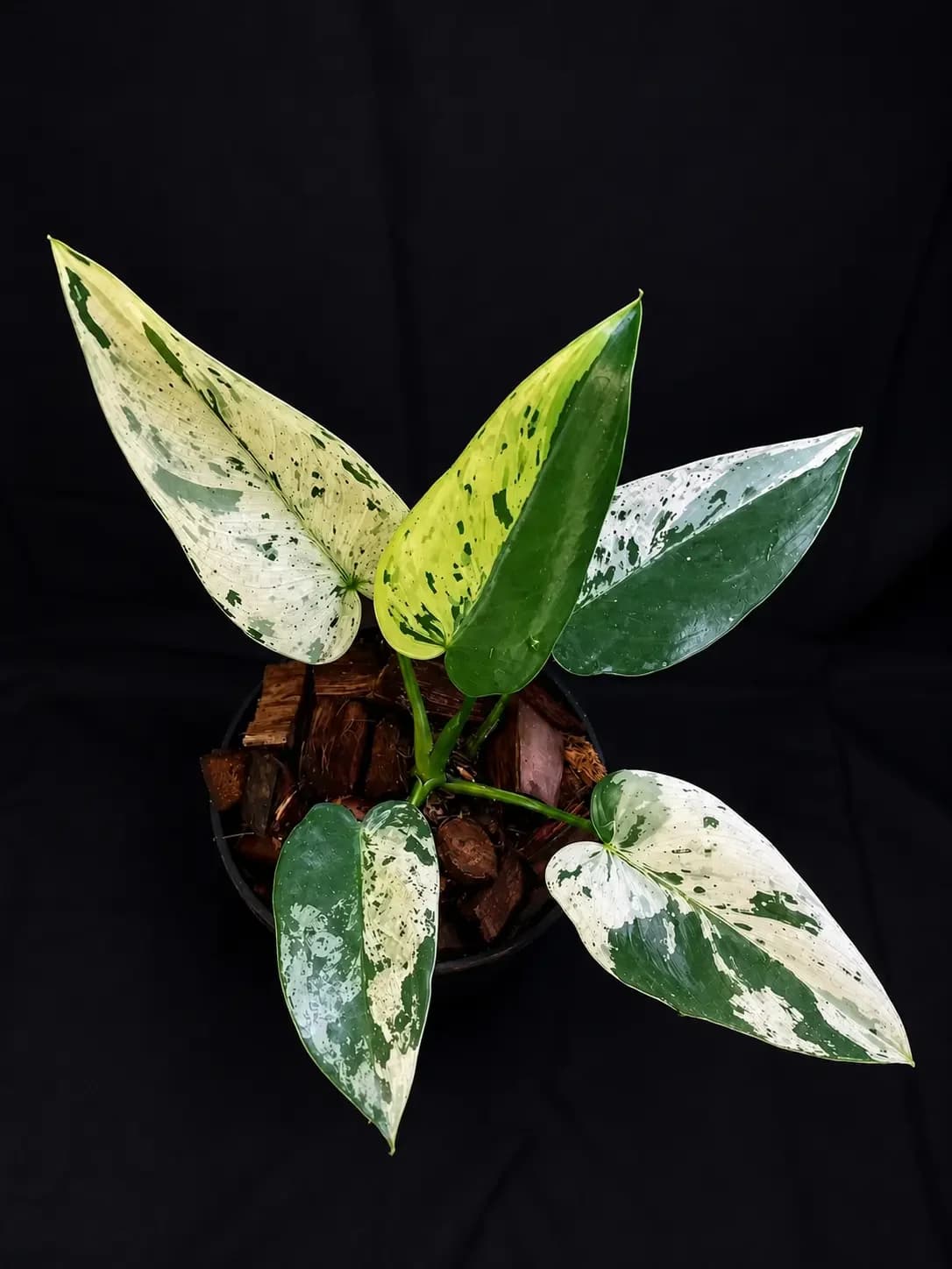 Philodendron ilsemanii variegated
