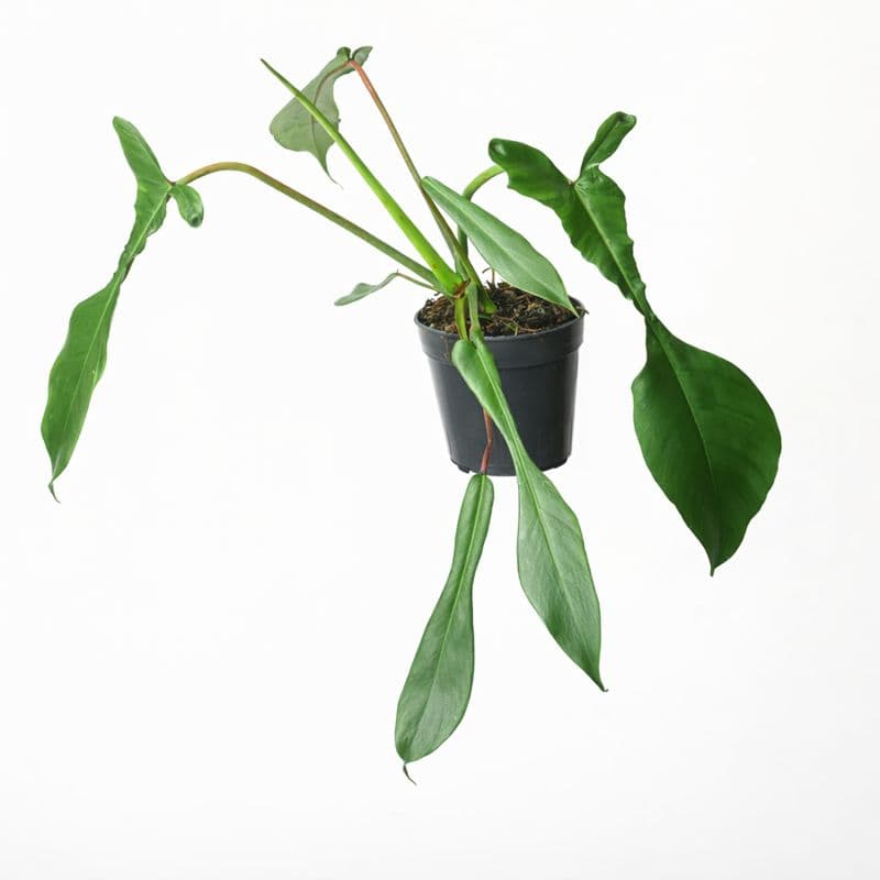 Philodendron Joepii thumbnail 1