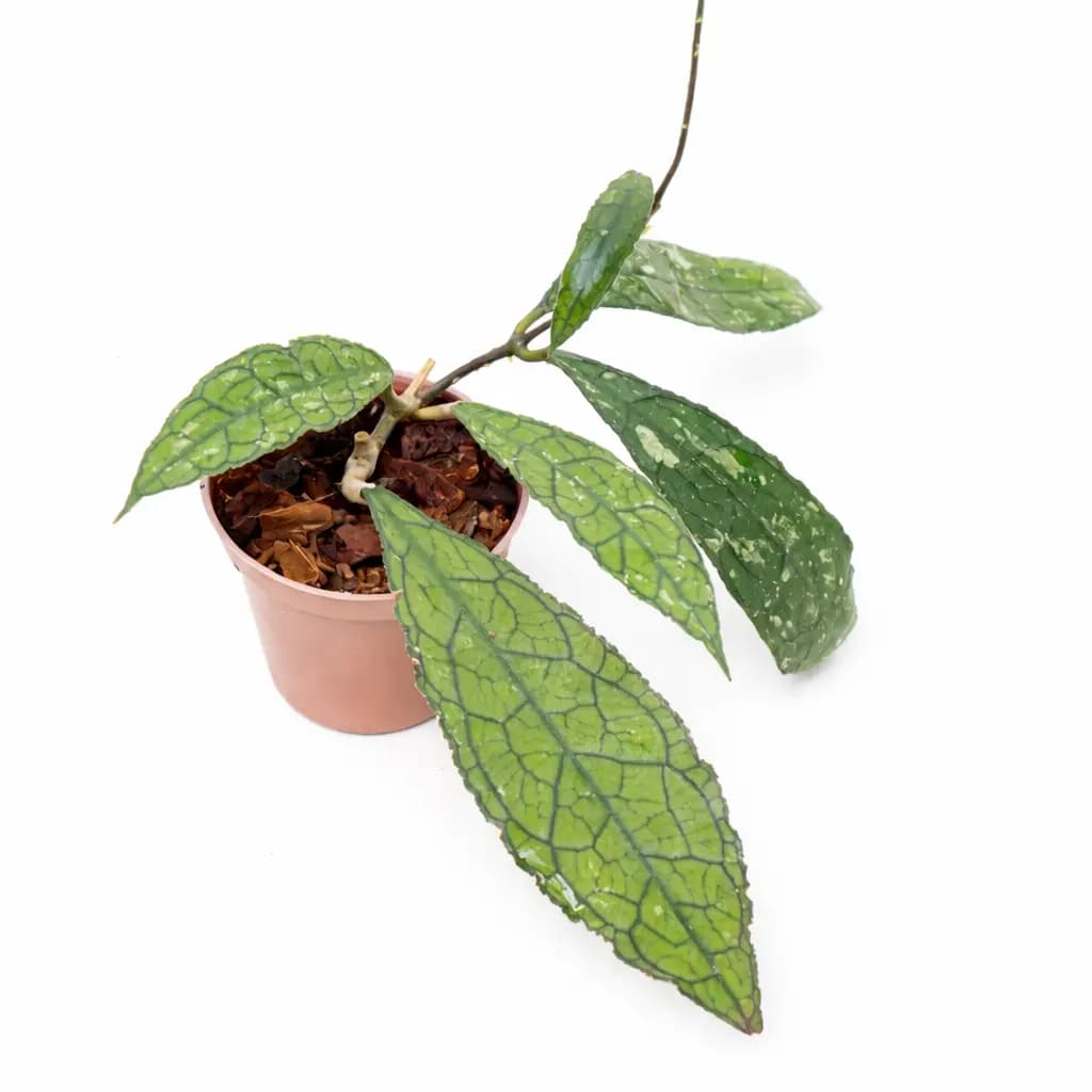 Hoya Clemensiorum SP Aceh thumbnail 1