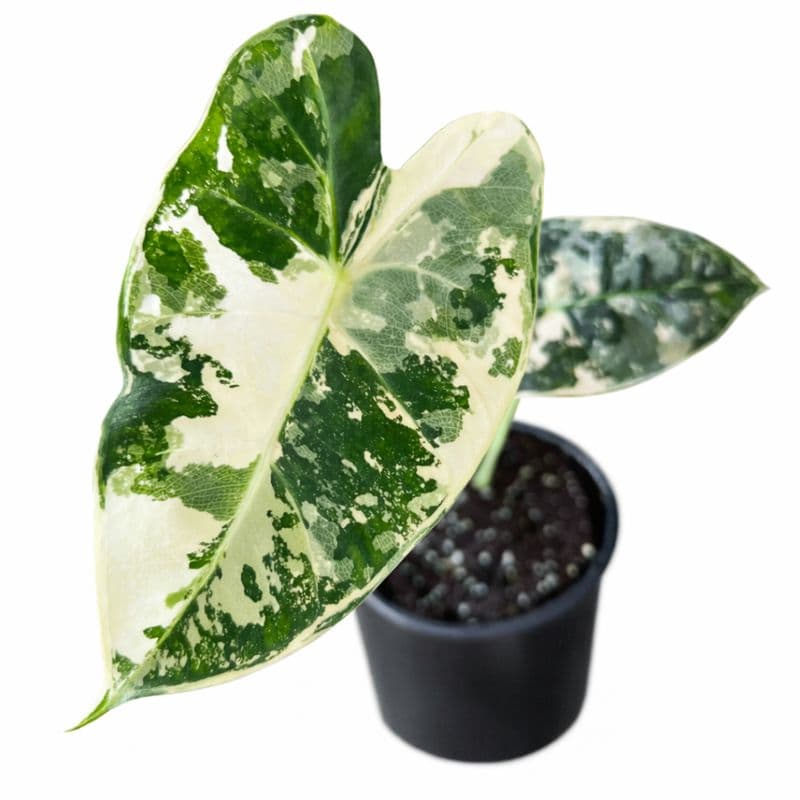 Alocasia Frydek Variegated thumbnail 1