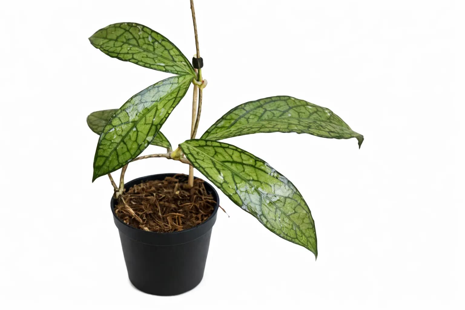 Hoya Bird Of Paradise thumbnail 1