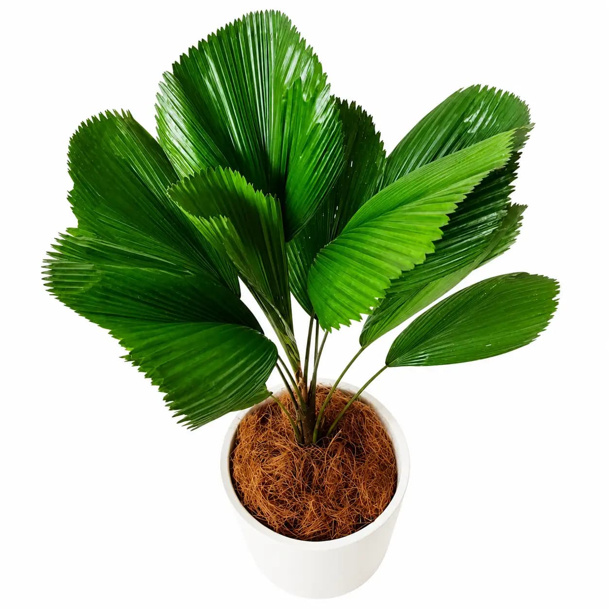 Ruffled Fan Palm (Licuala grandis)