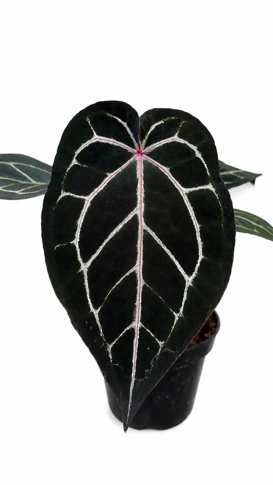 'Red Crystallinum' (NSE) ×'Black Ghost' Anthurium Red Crystallinum NSE x Zara Michelle | GrowWithPlant
