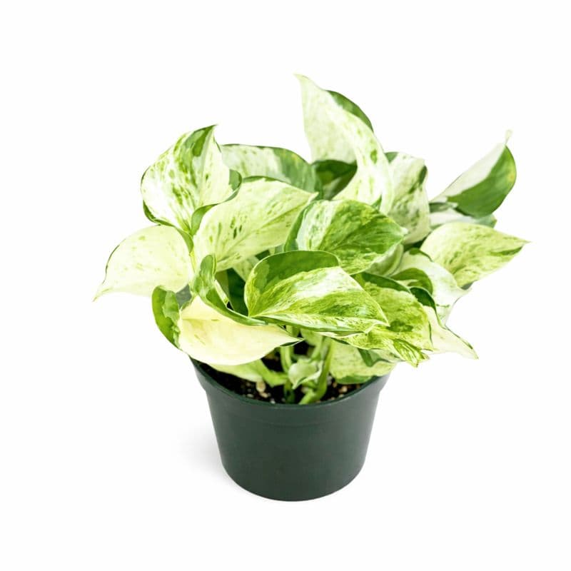 Epipremnum Manjula Pothos thumbnail 1