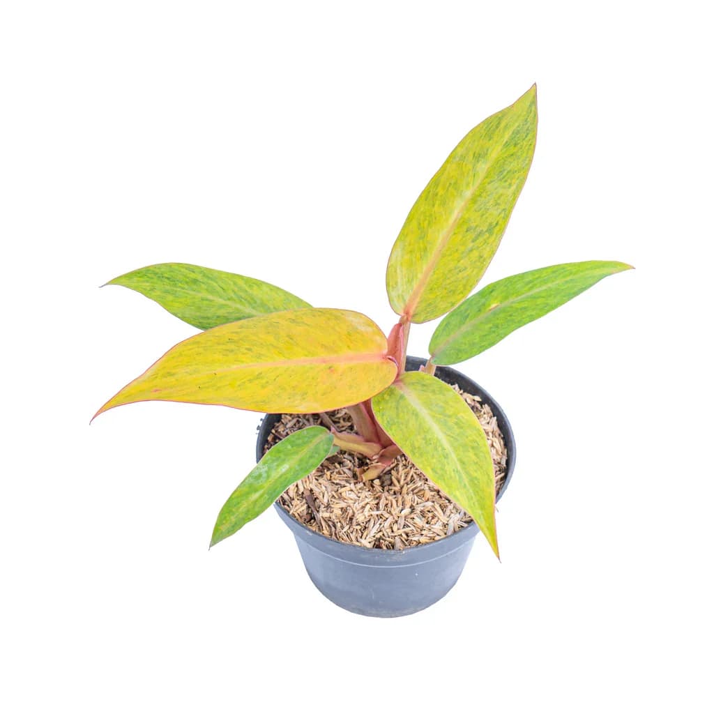 Philodendron Orange Marmalade thumbnail 1