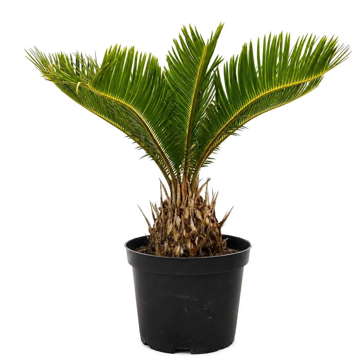 Sago Palm (Cycas revoluta)