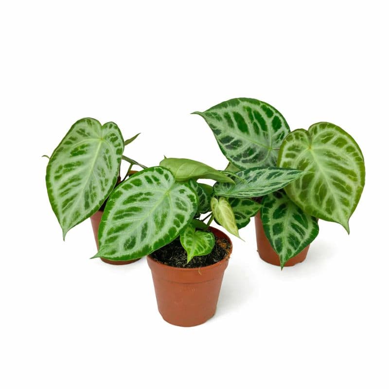 Anthurium Silver Blush thumbnail 2