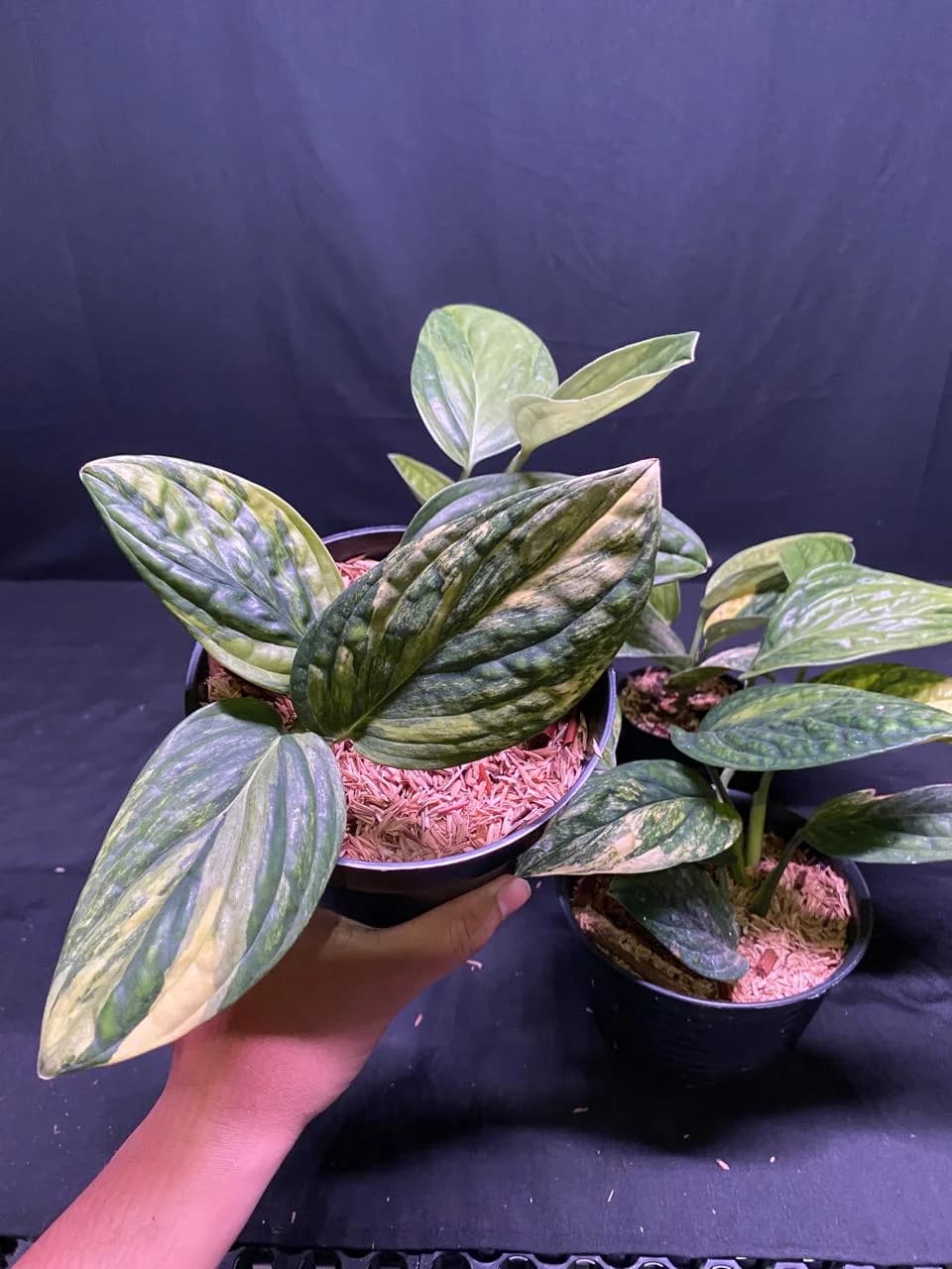 Monstera Karsteianum Peru Variegated
