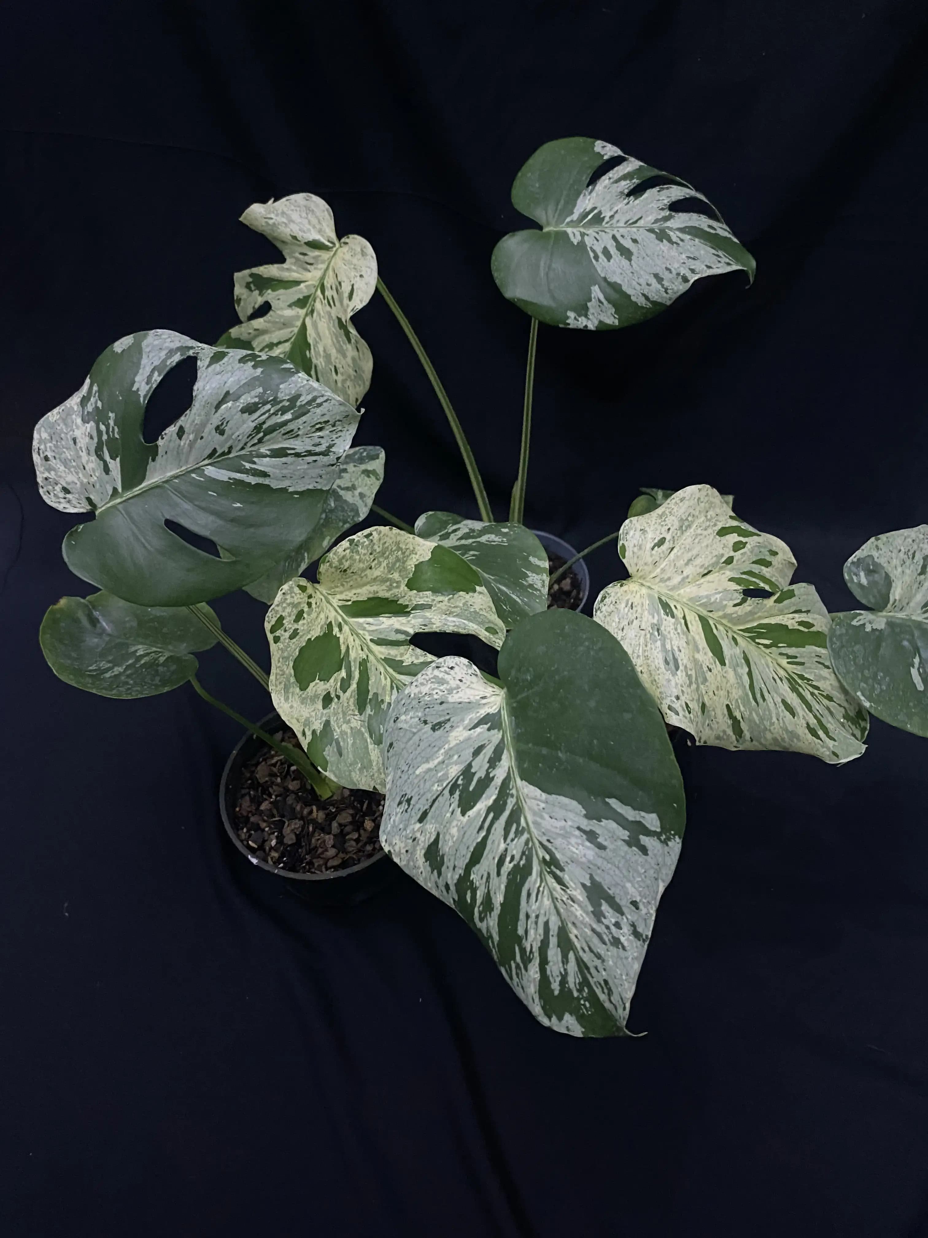 Shop Monstera Collections | GrowWithPlant
