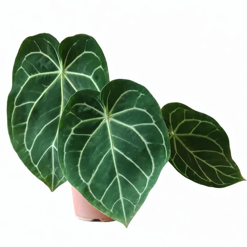 Anthurium Magnificum thumbnail 1