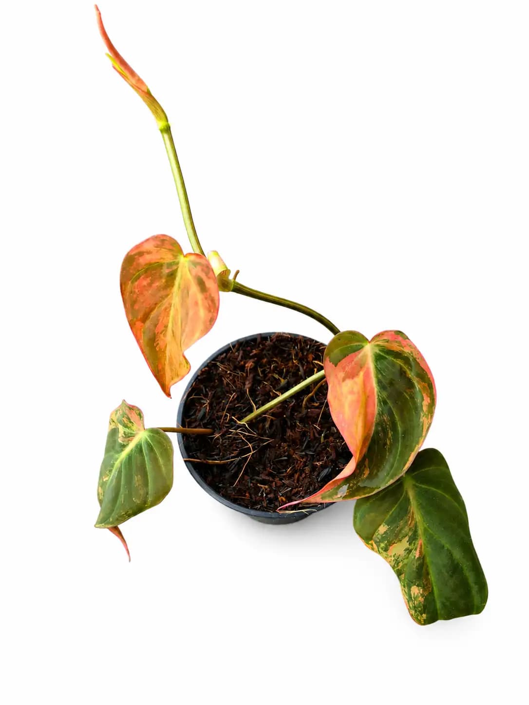 Philodendron Micans Pink Variegated  thumbnail 3