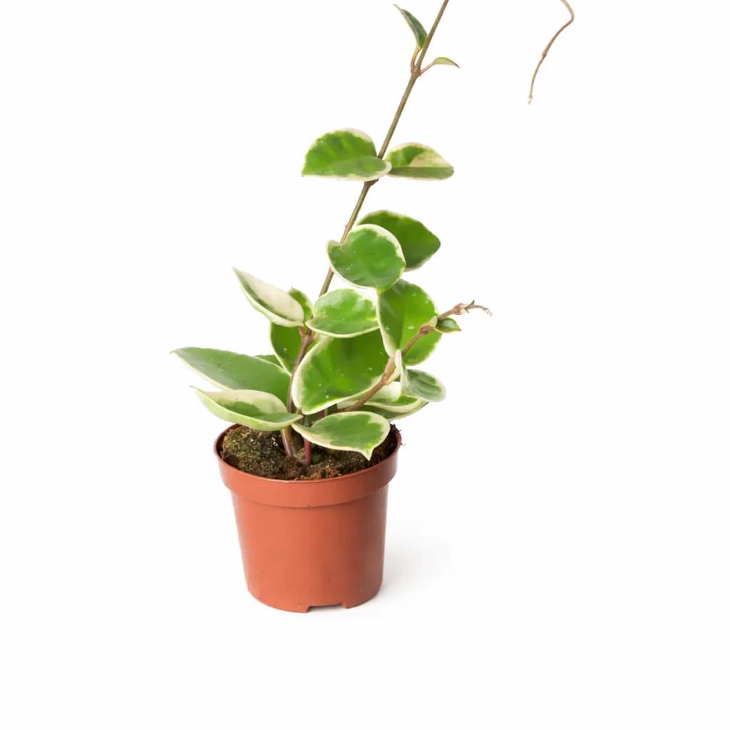 Hoya Krimson Queen thumbnail 1