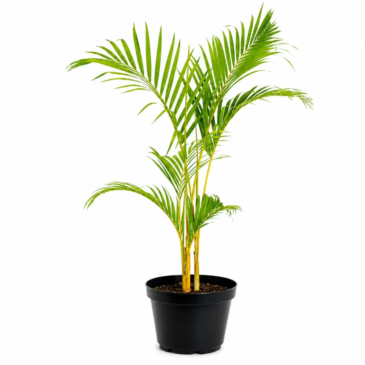 Golden Cane Palm (Dypsis lutescens)