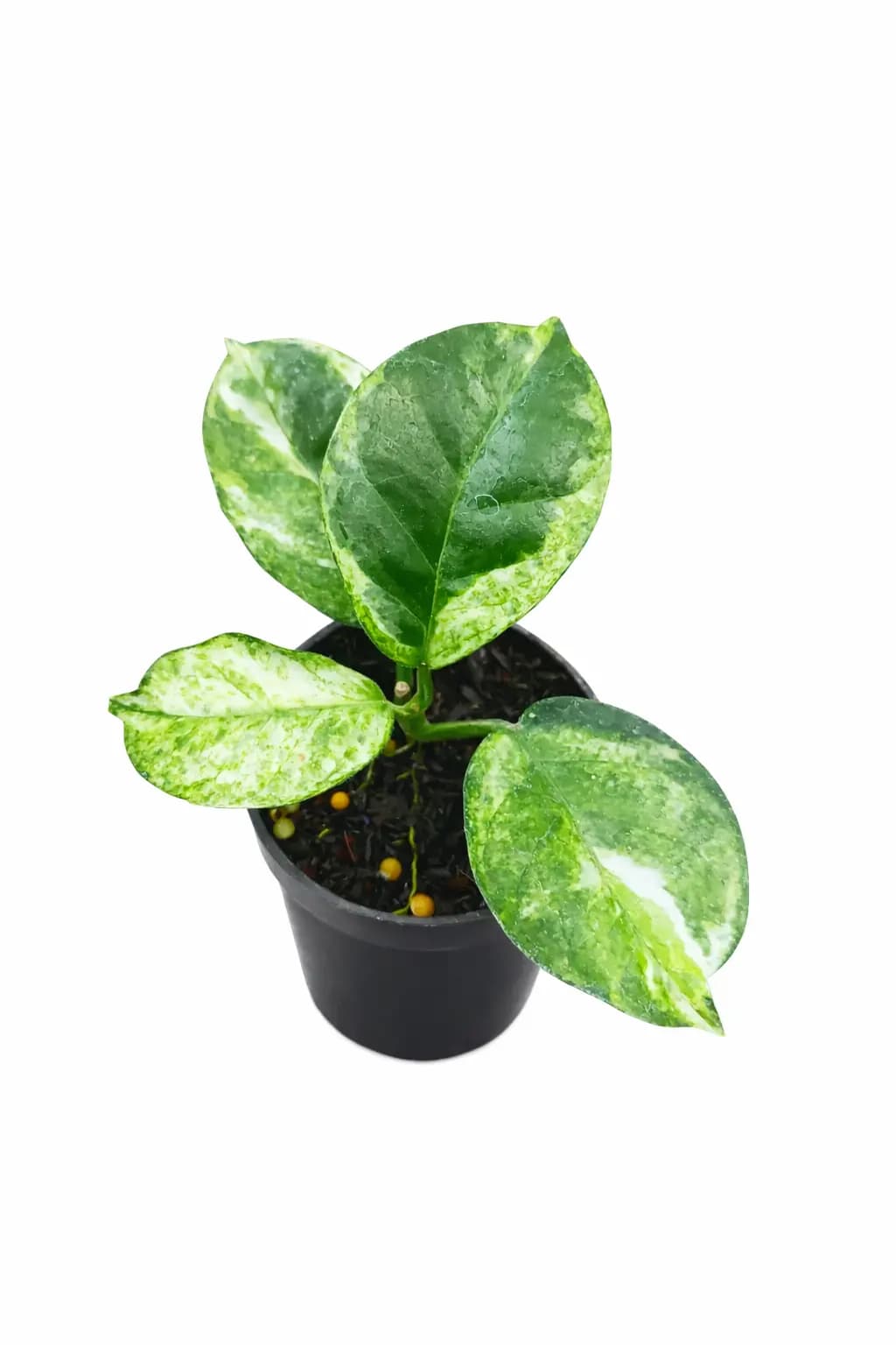 Hoya Australis Peridot thumbnail 1