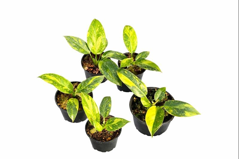 Philodendron Green Congo Marble Variegated thumbnail 1