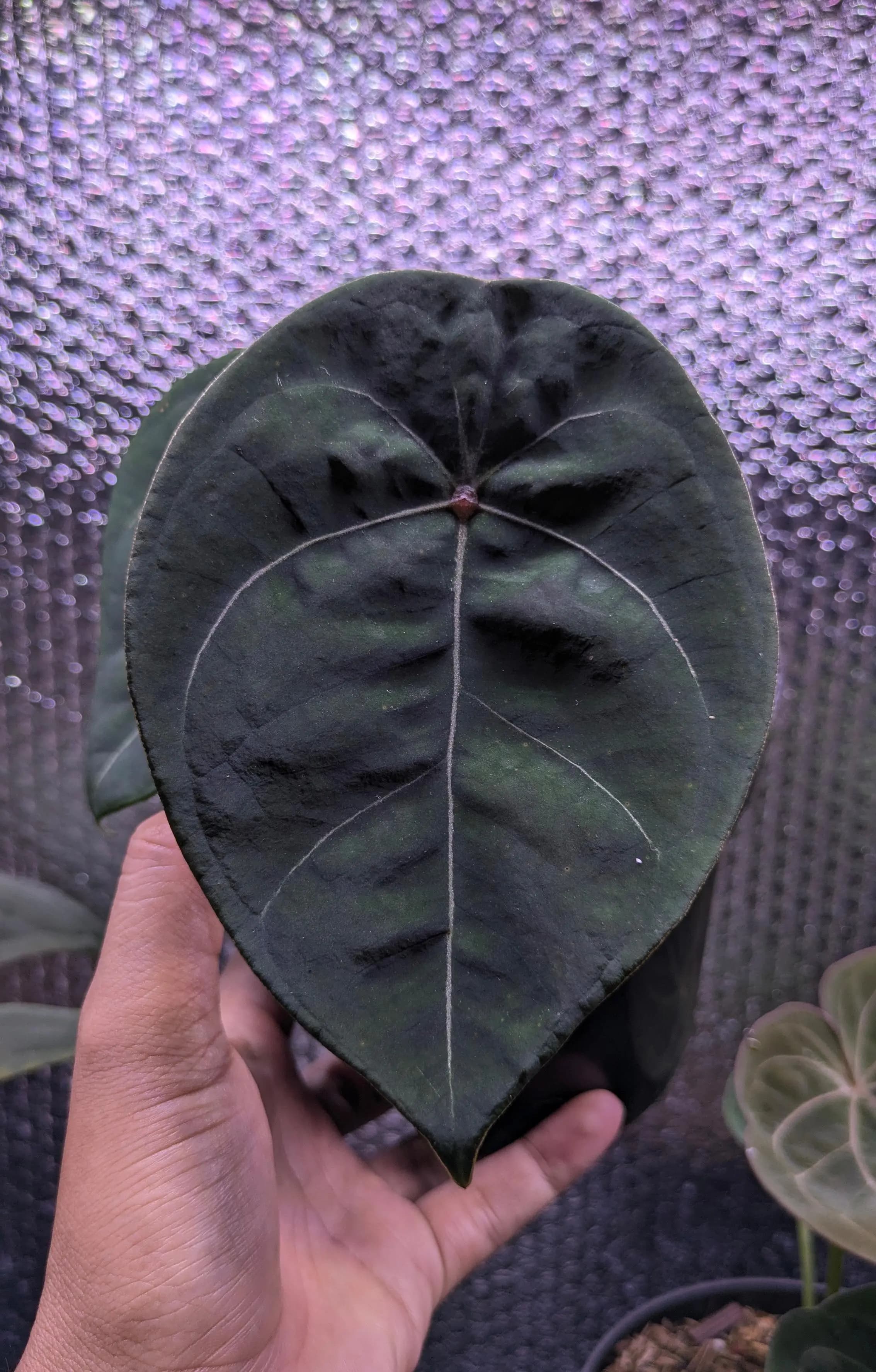 Anthurium Red Spider x Blood Moon