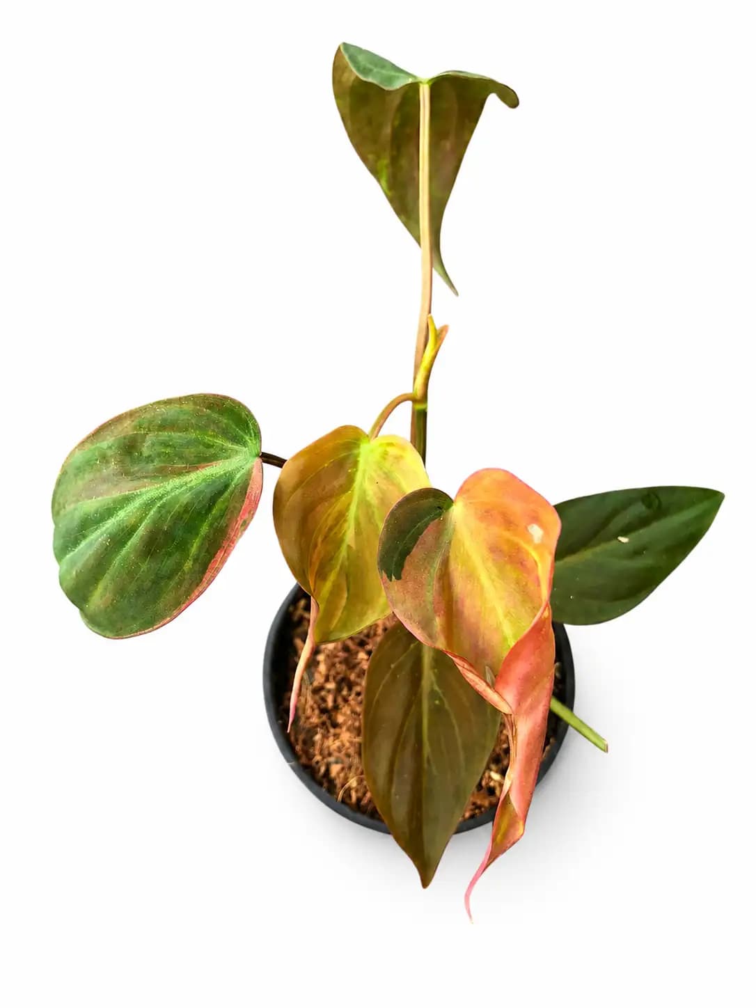 Philodendron Micans Pink Variegated 
