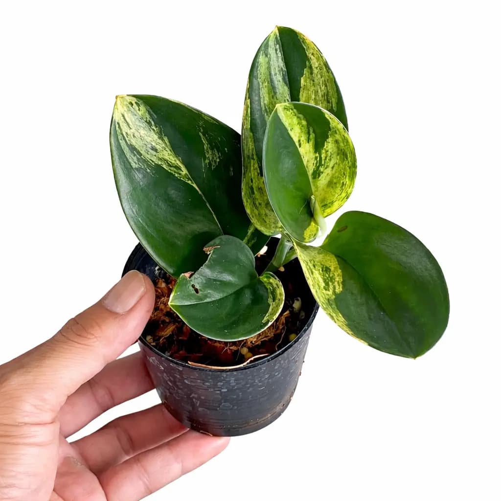 Scindapsus Treubii Dark Form Variegated