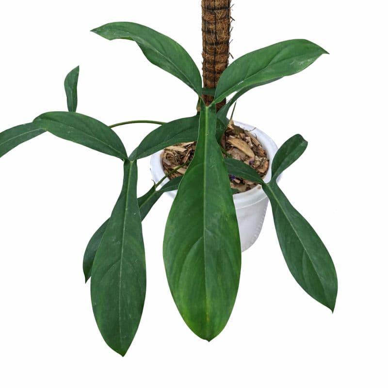 Philodendron Code 69686 thumbnail 2