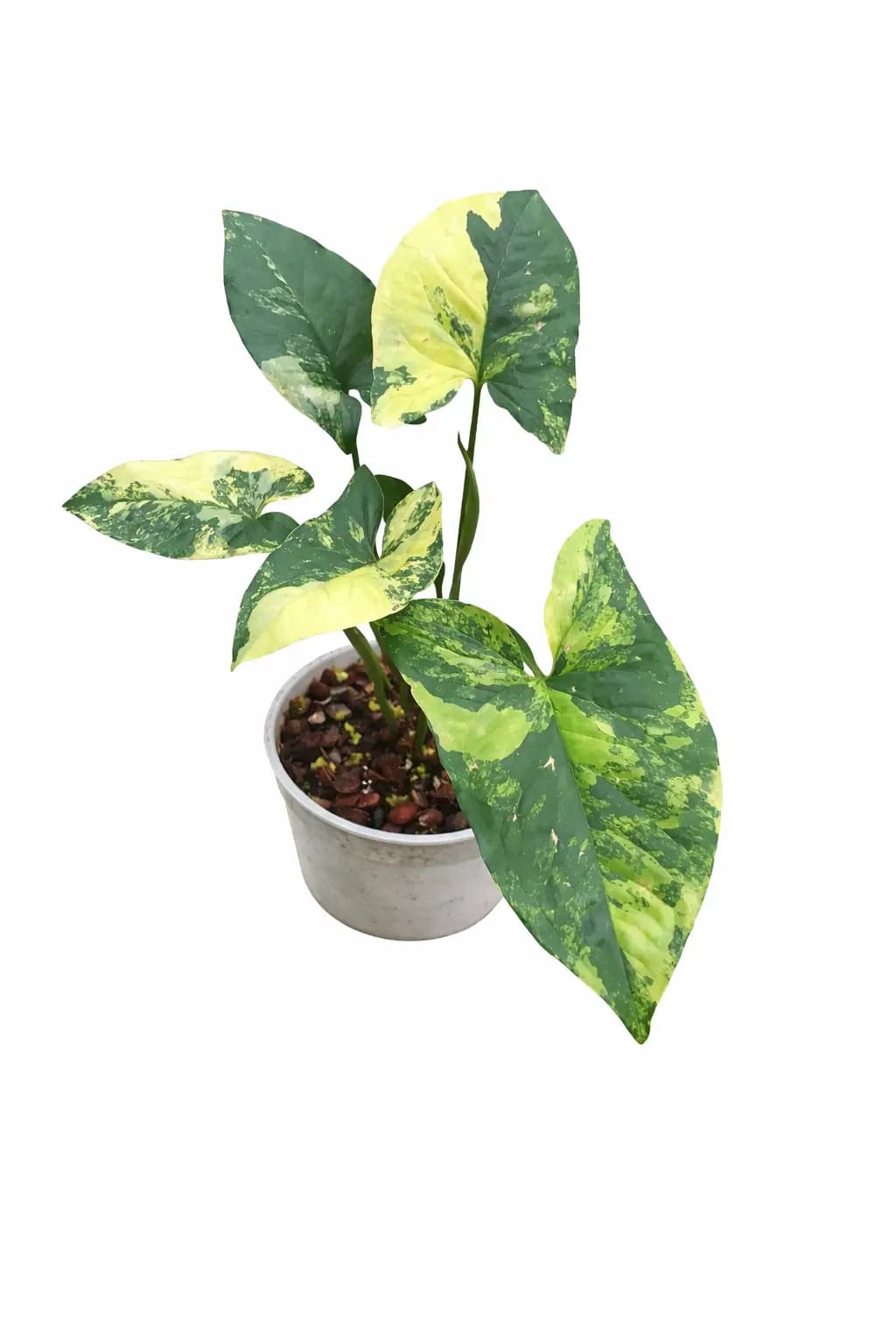 Syngonium aurea variegated