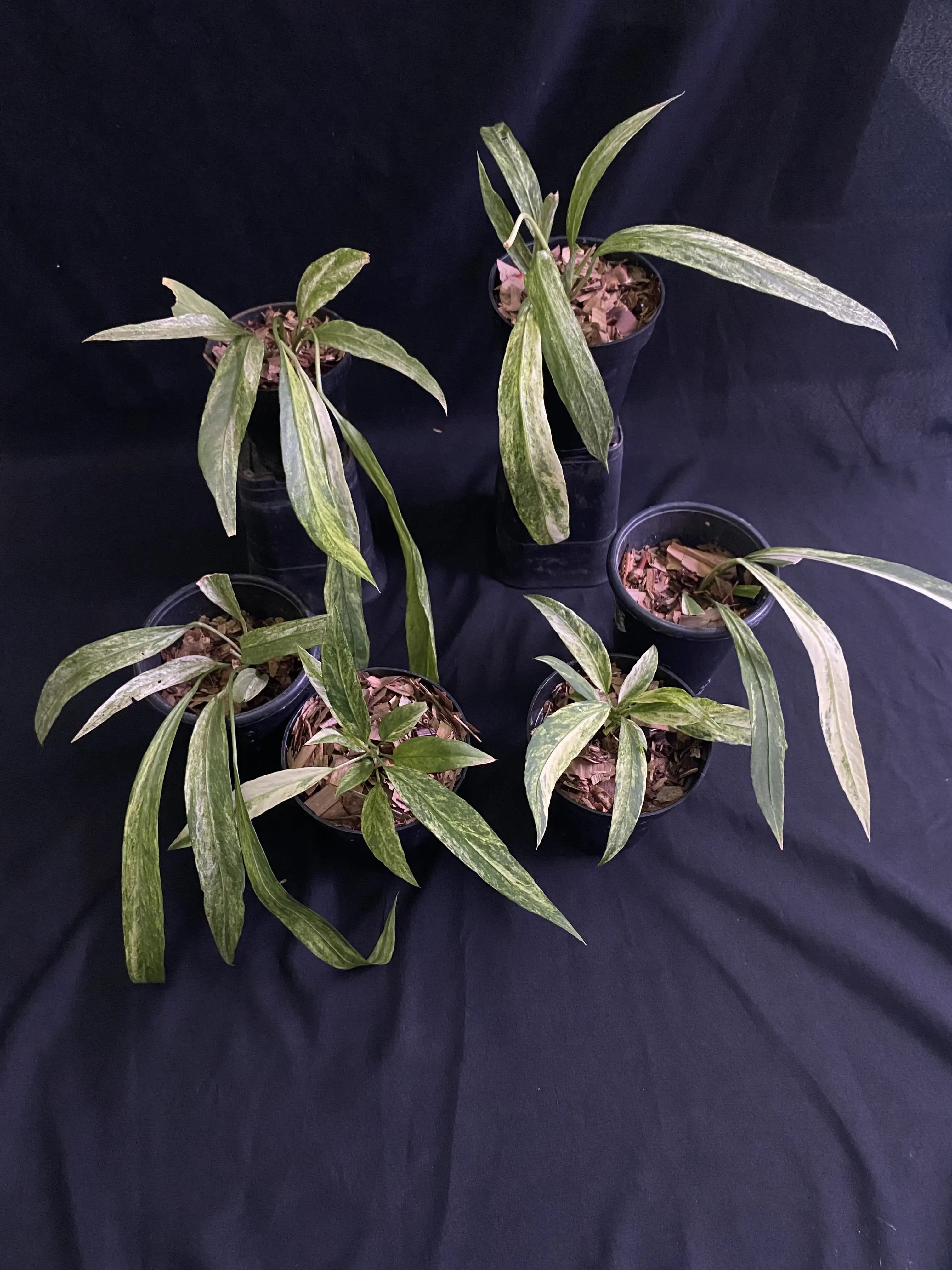 Variegated Anthurium Vittarifolium [ONLINE - VAR ANTHU VITTA 036] (Regular)