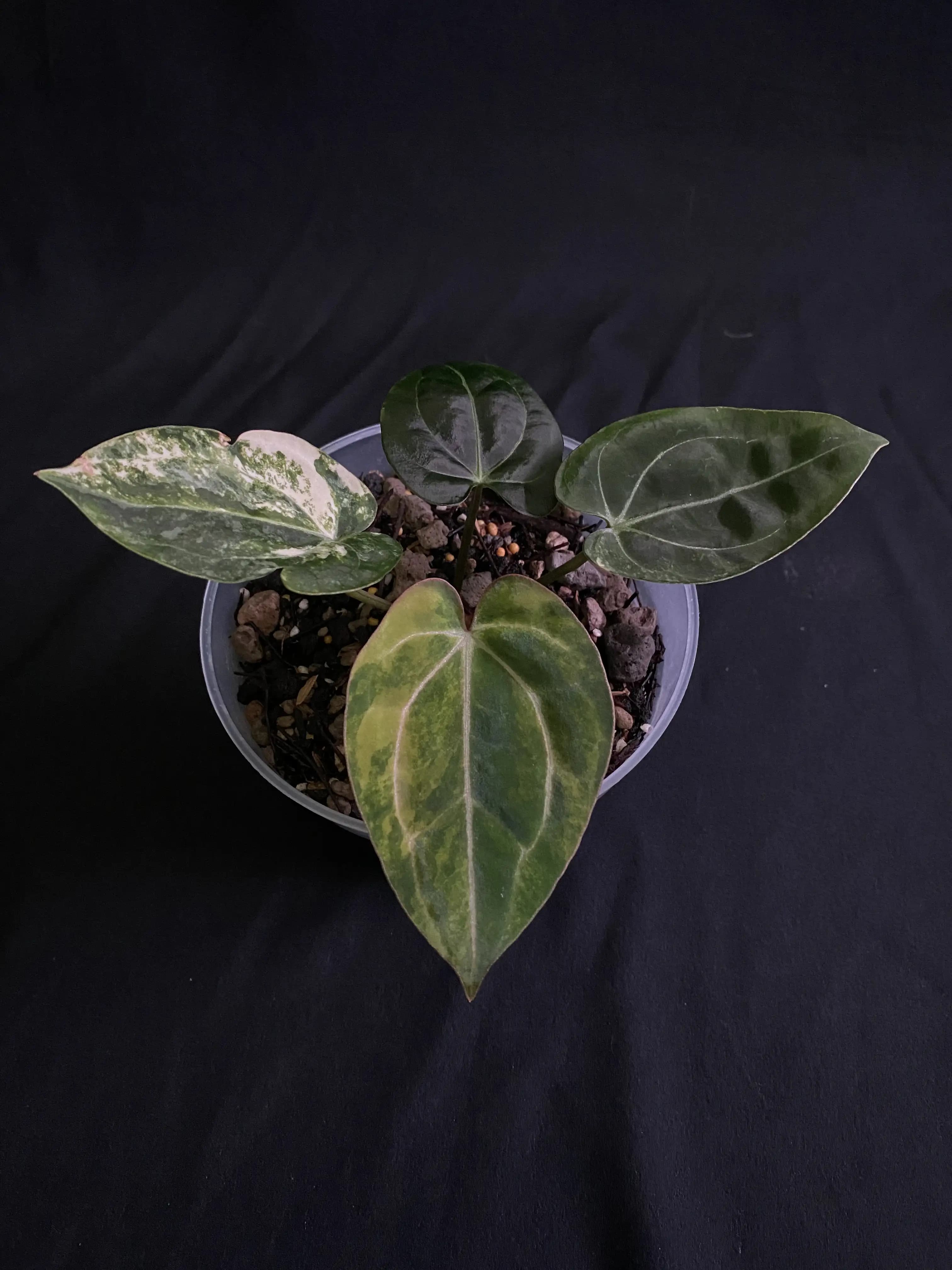Anthurium Black Venom X Carlablackiae Variegated