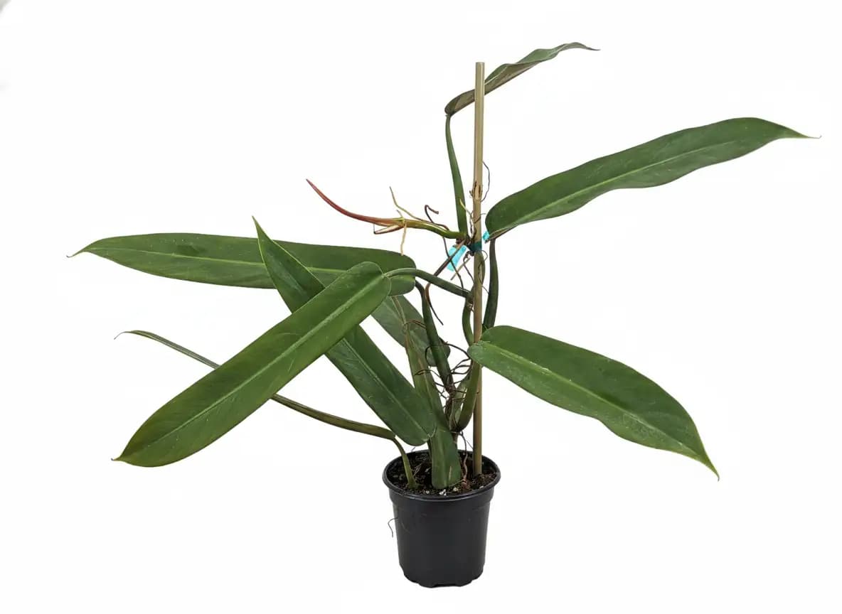 Philodendron Bicolor
