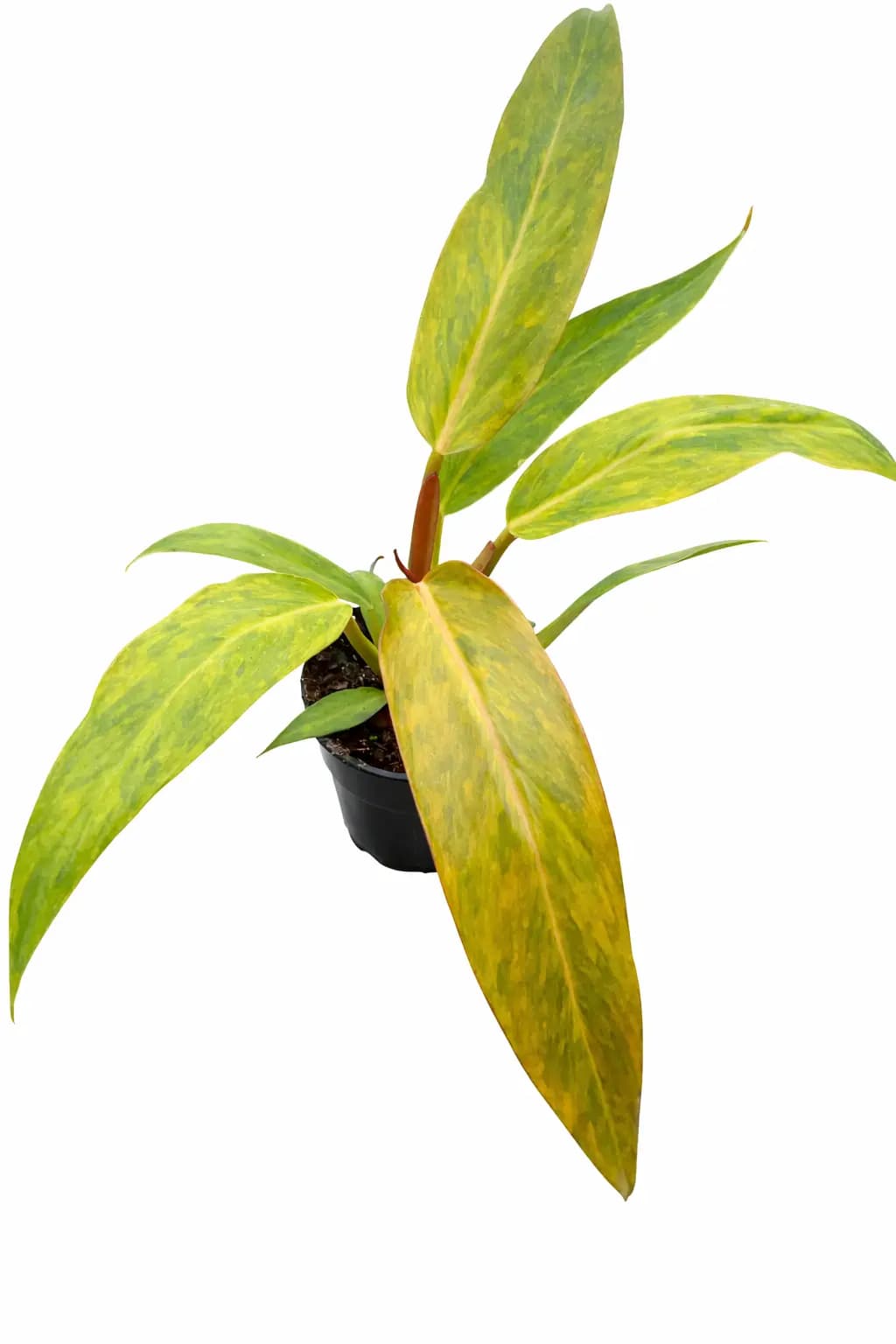 Philodendron Orange Marmalade thumbnail 1