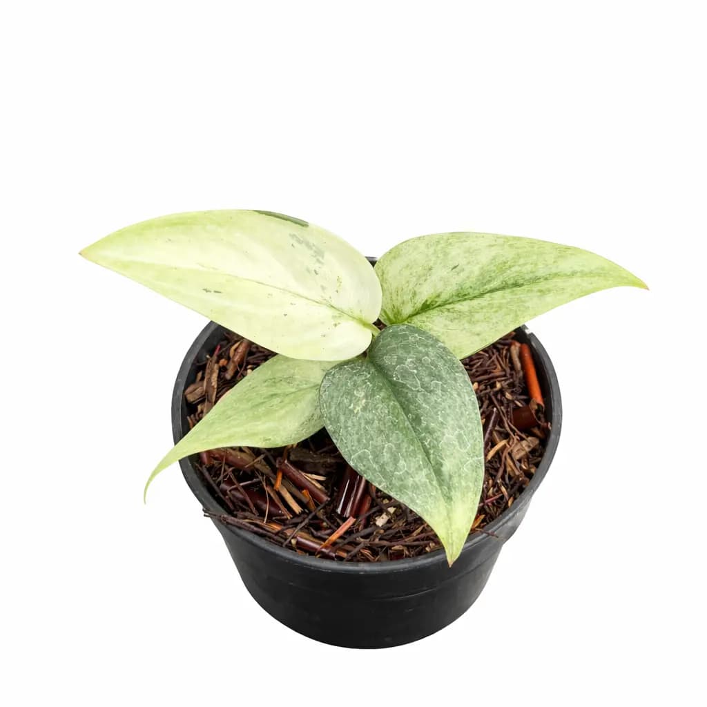 Scindapsus Superstar