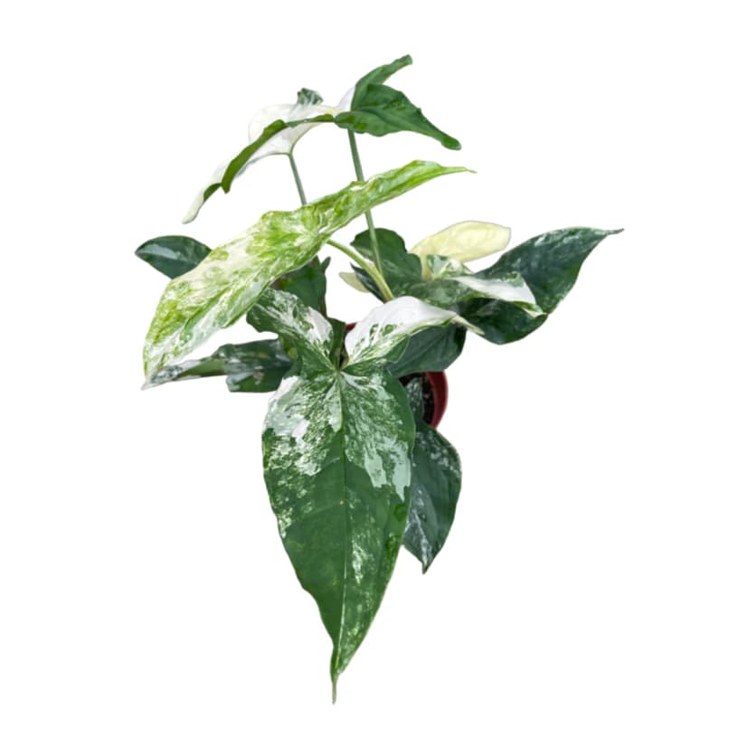 Syngonium albo variegated