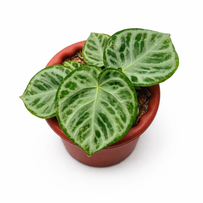 Anthurium dorayaki silver