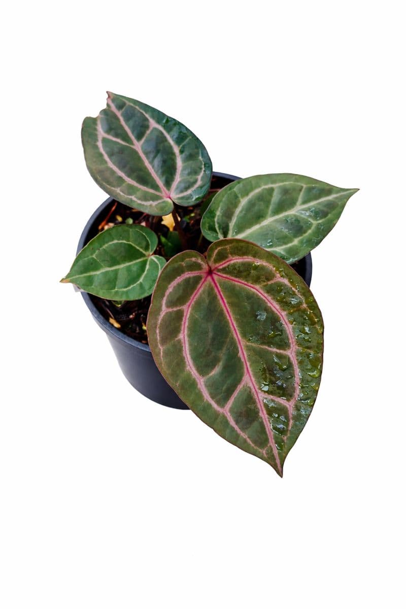 Anthurium zara  x michelle (hybrid) thumbnail 1