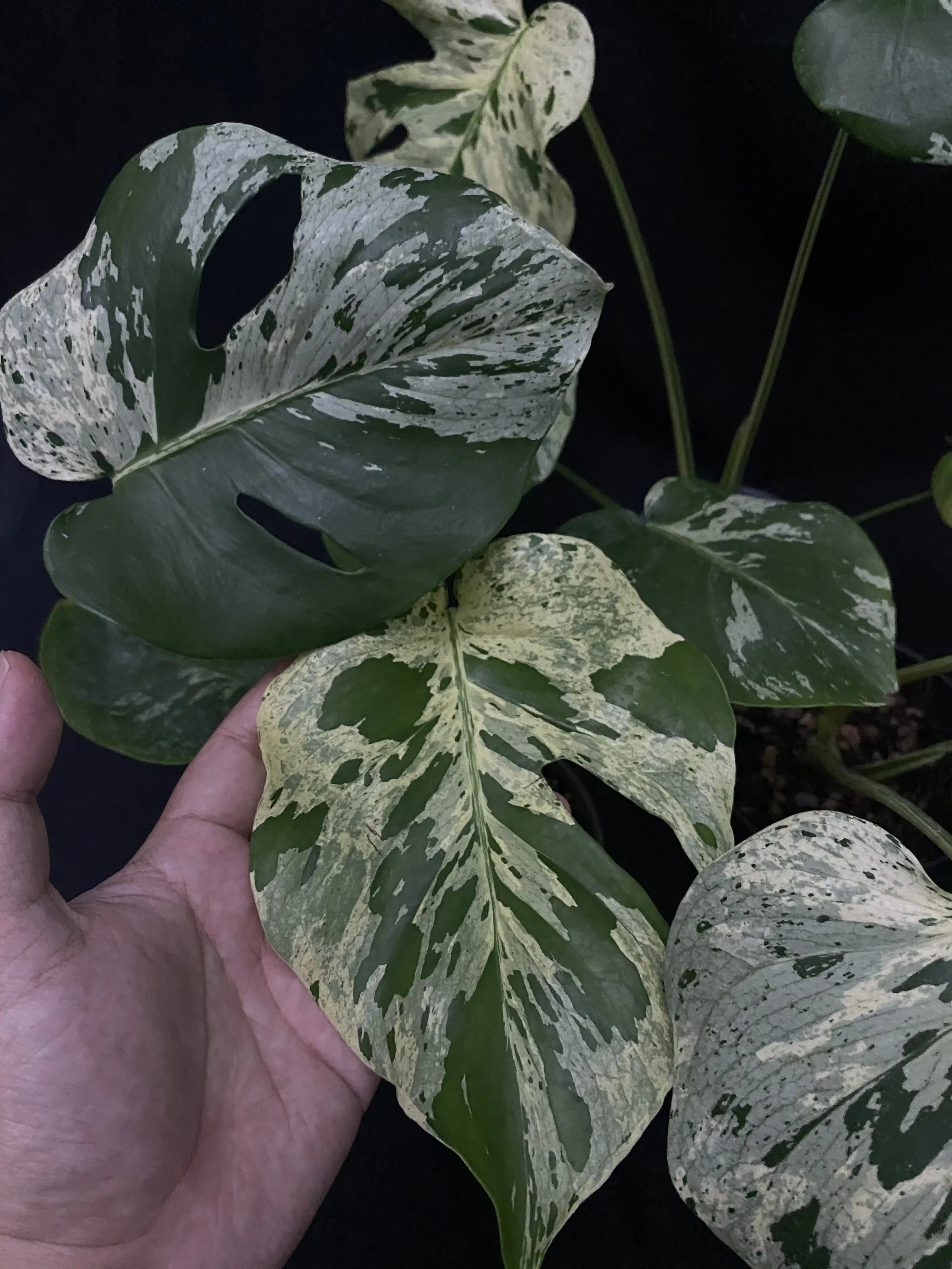 Monstera Bulbasaur thumbnail 2