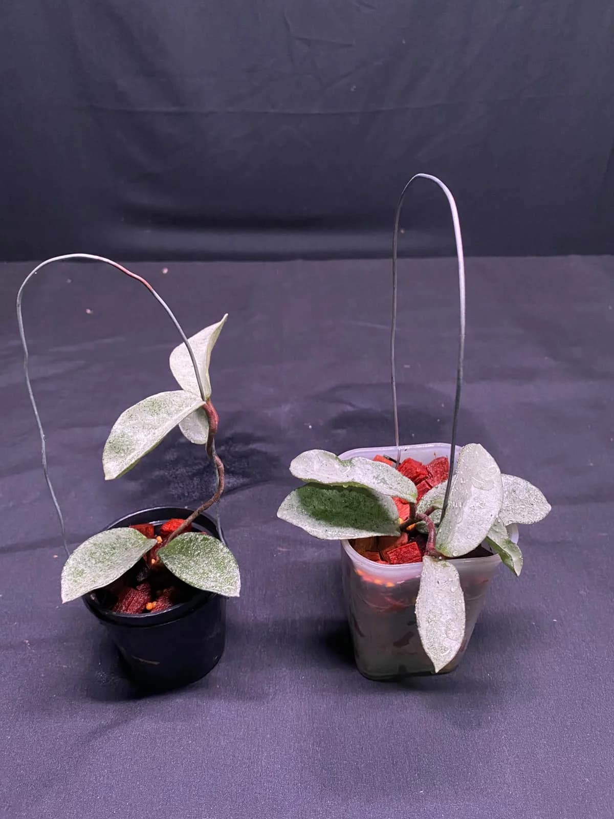 Hoya Carnosa Nova Ghost thumbnail 4