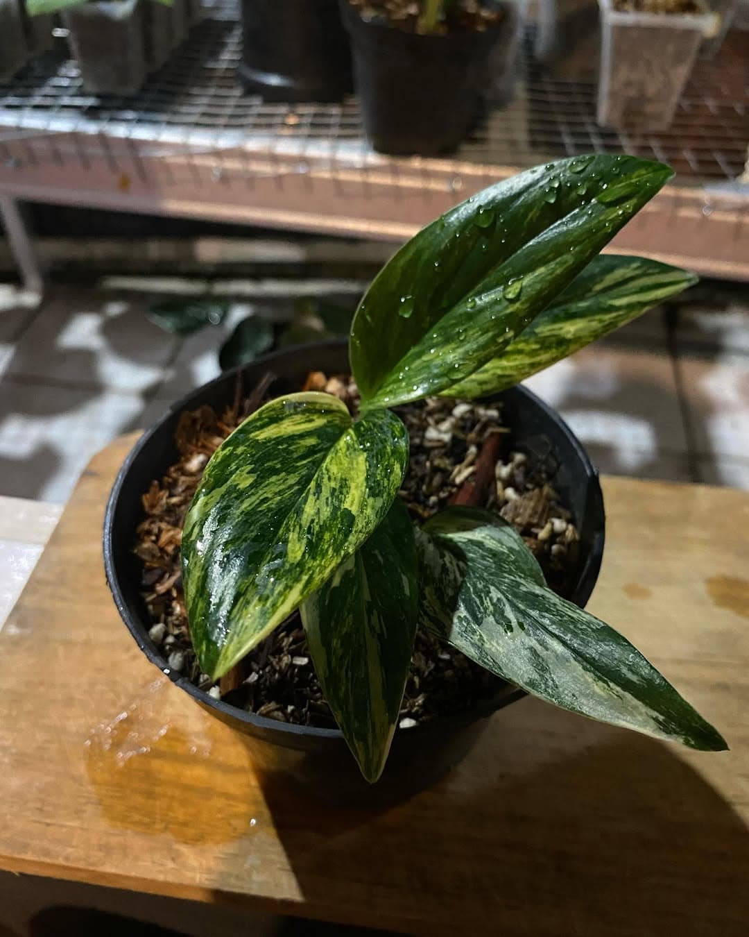 Monstera Standleyana Aurea thumbnail 2