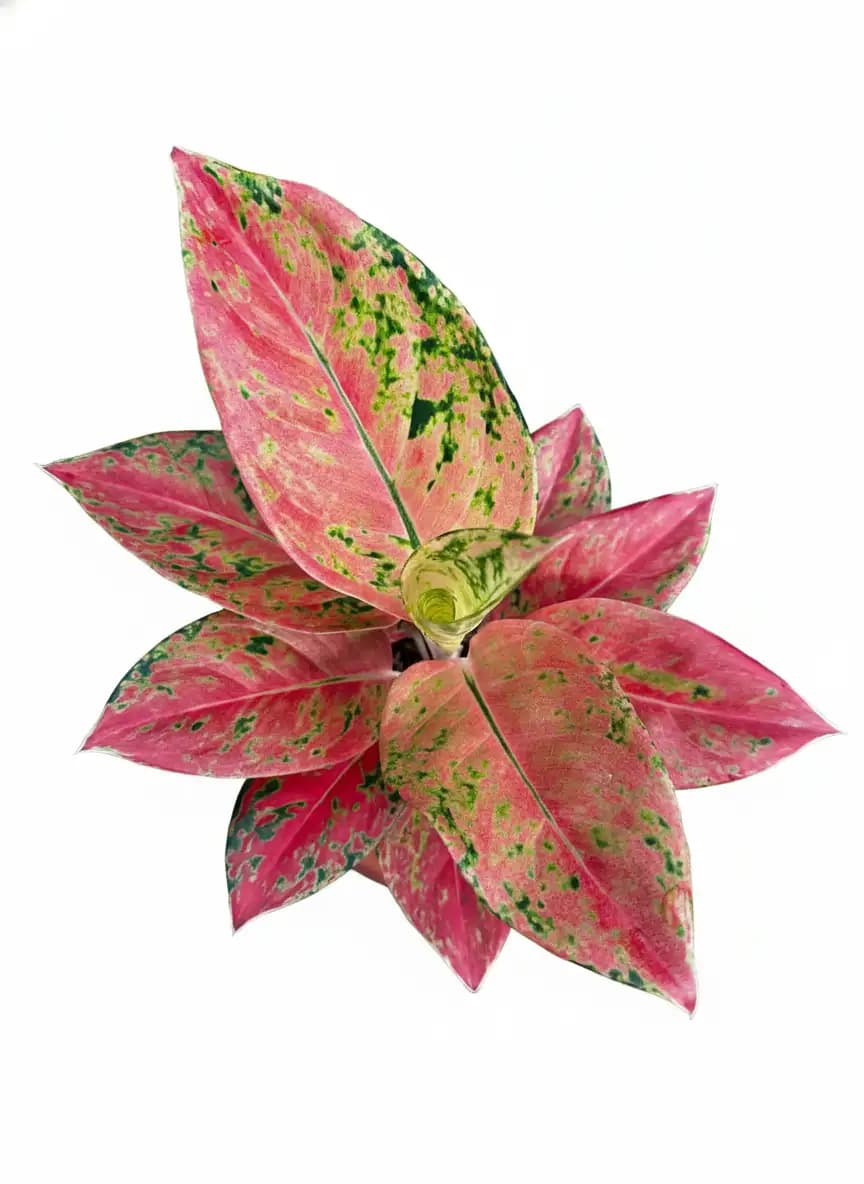 Aglaonema Nezkia thumbnail 1
