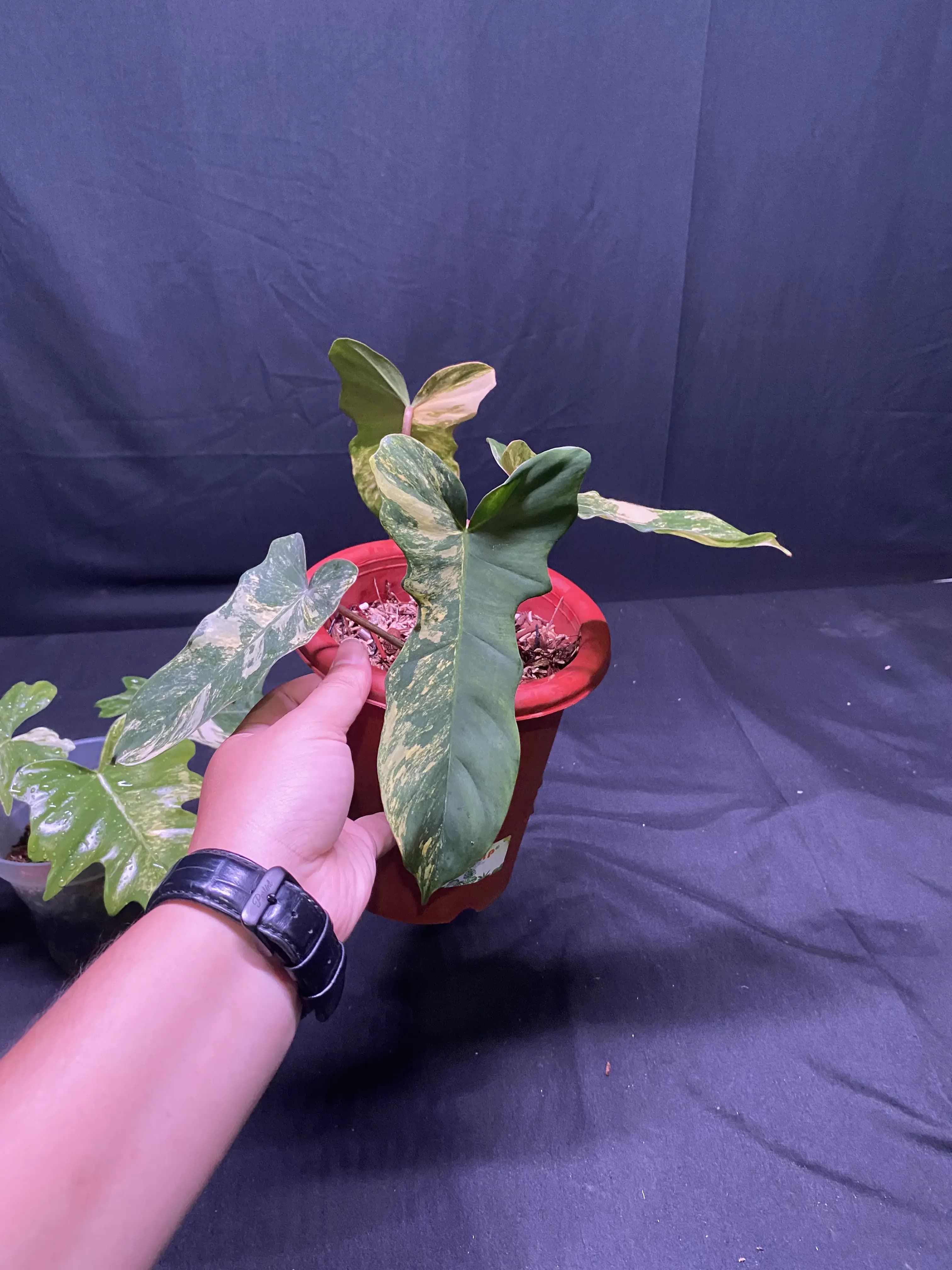 Philodendron Florida beauty x Golden Dragon thumbnail 2
